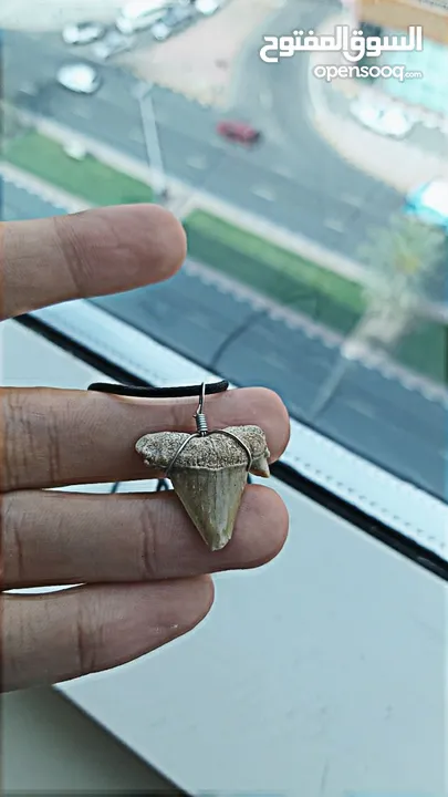 قلادة من الفضة الإيطالية مع أحفورة أسنان القرش القديمة ملفوفة بالأسلاك + سوار جلدي إضافي