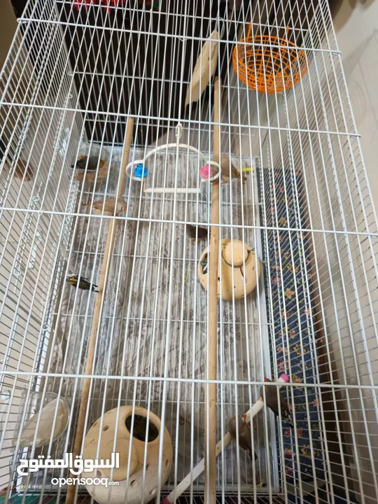 8 Beautiful and Healthy Zebra Finches with Large Spacious Cage Full Set for Sale :)