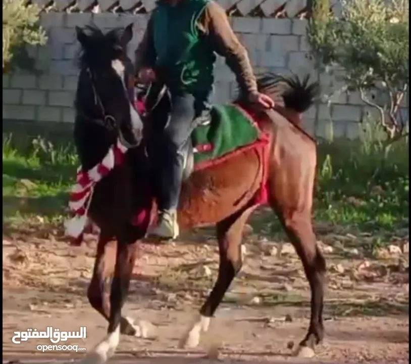 مهرة للبيع