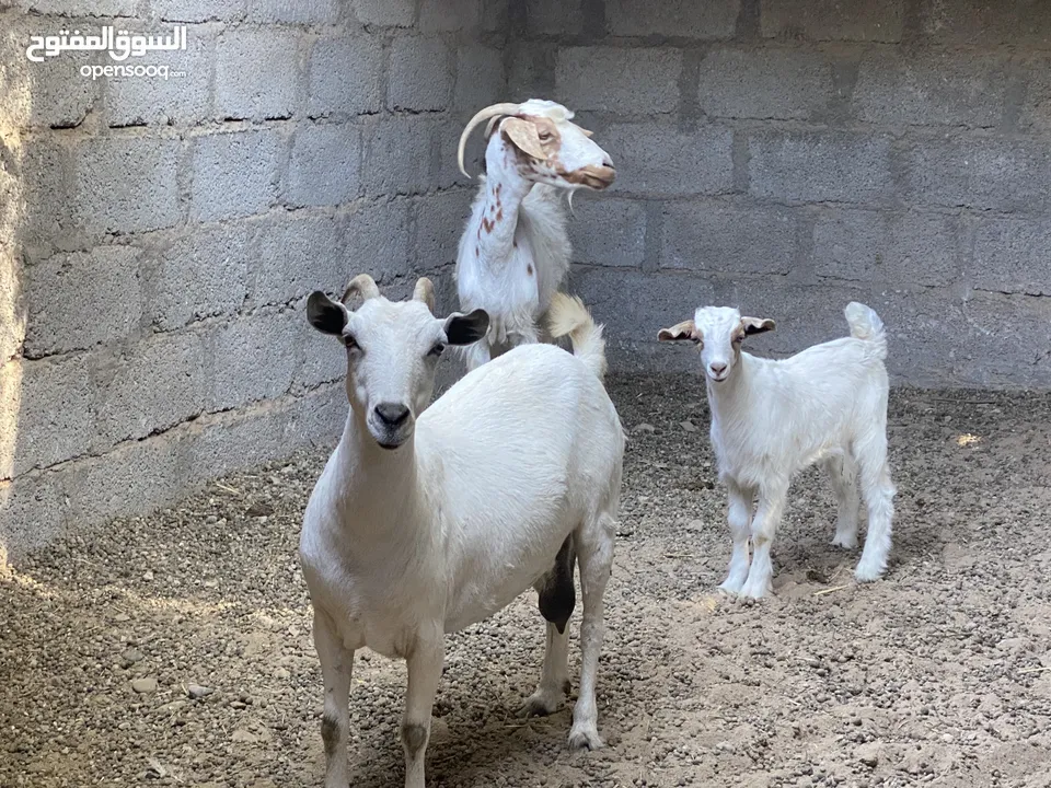 شاتين وتيس صلالية  اقراء الوصف داخل الاعلان