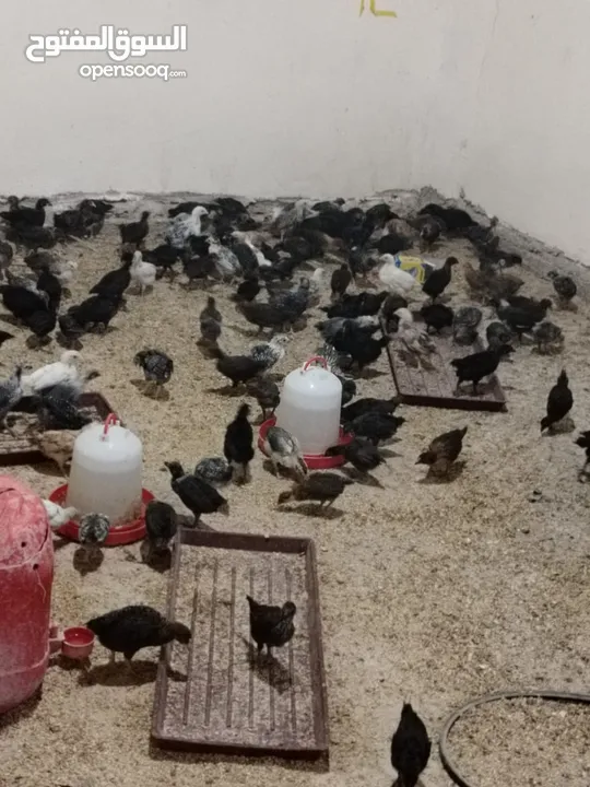 صوص عمر شهر ونص