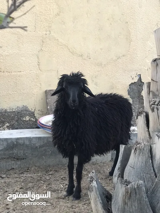 ثلاث كبشان للبيع ذبايح سمان ونظاف ما عليهن كلام