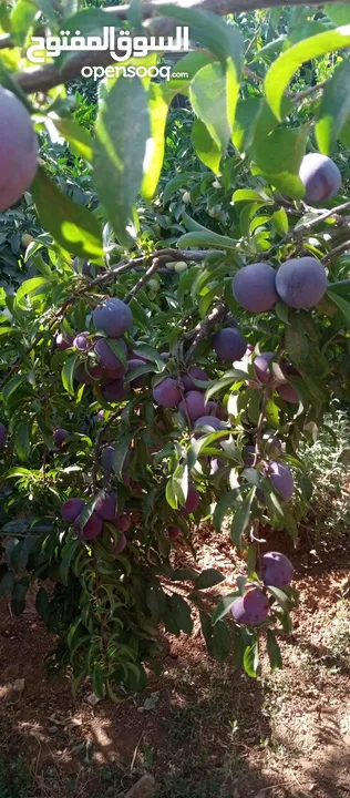 بيت مستقل للبيع من المالك مباشرة