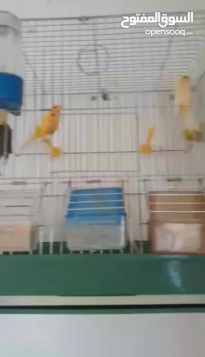 عصافير كناري