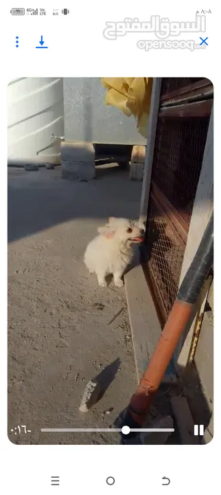 كلبه انثى شيواو موجود في اربد حنينا للبيع  موجود في اربد حنينا كلب اشي مرتب .؟.......