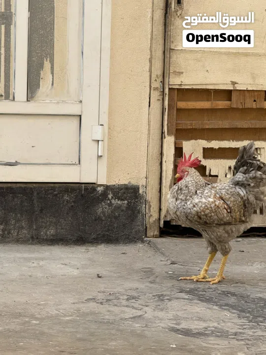 دجاج وديوك للبيع