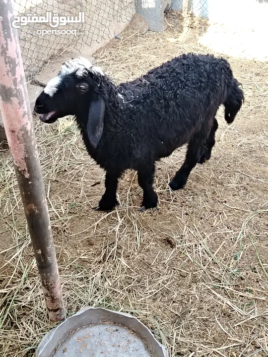 للبيع كبش نجدي تهجين سوداني أموره طيبه