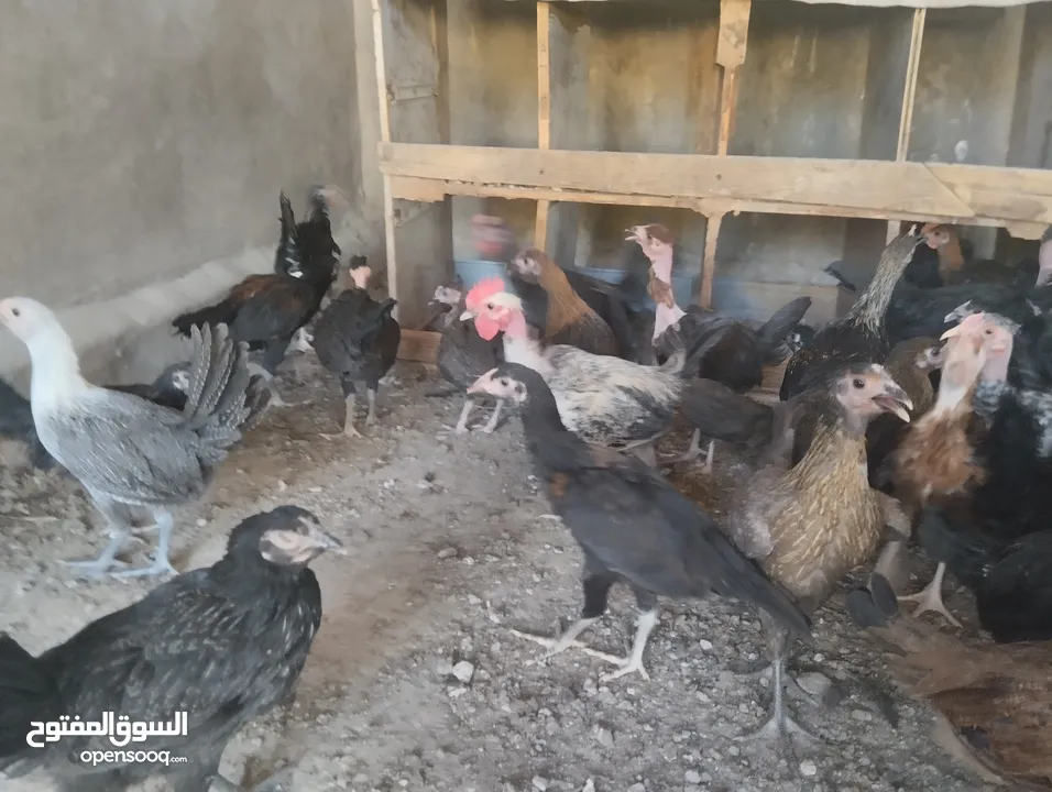 فراخ بلدي للبيع