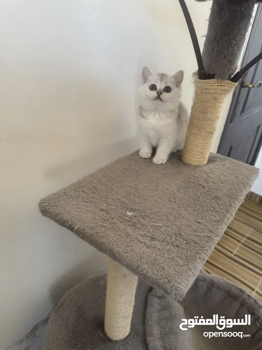 سكوتش تريبل فولد وستريت