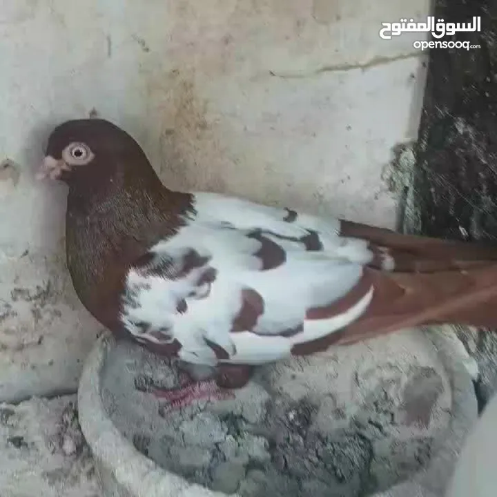 متاااااح جوز مزهورات مع فرخين ماكينة انتاج اقرأ الوصف
