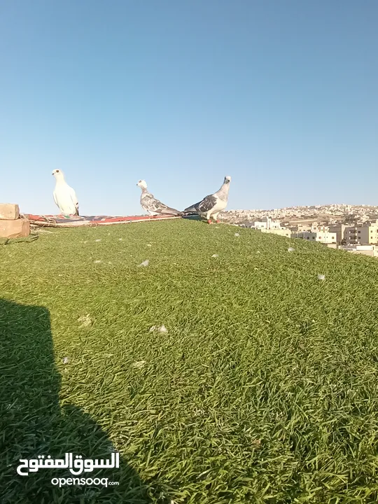 حمام بيع مستعجل للبيع