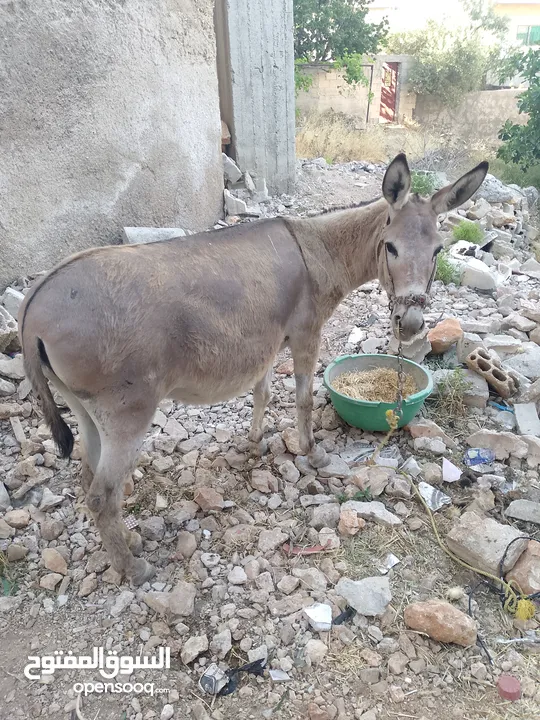 حماره عاقله