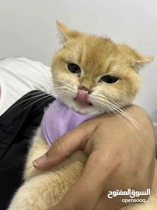 قطتان جميلتان تبحثان عن بيت دافئ  Two lovely cats looking for a loving home