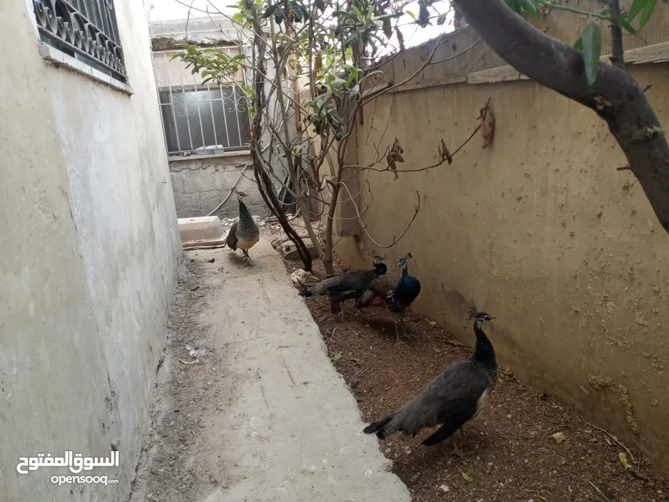 طواويس هندية رائعة الجمال للبيع – زين حديقتك بألوان الطبيعة