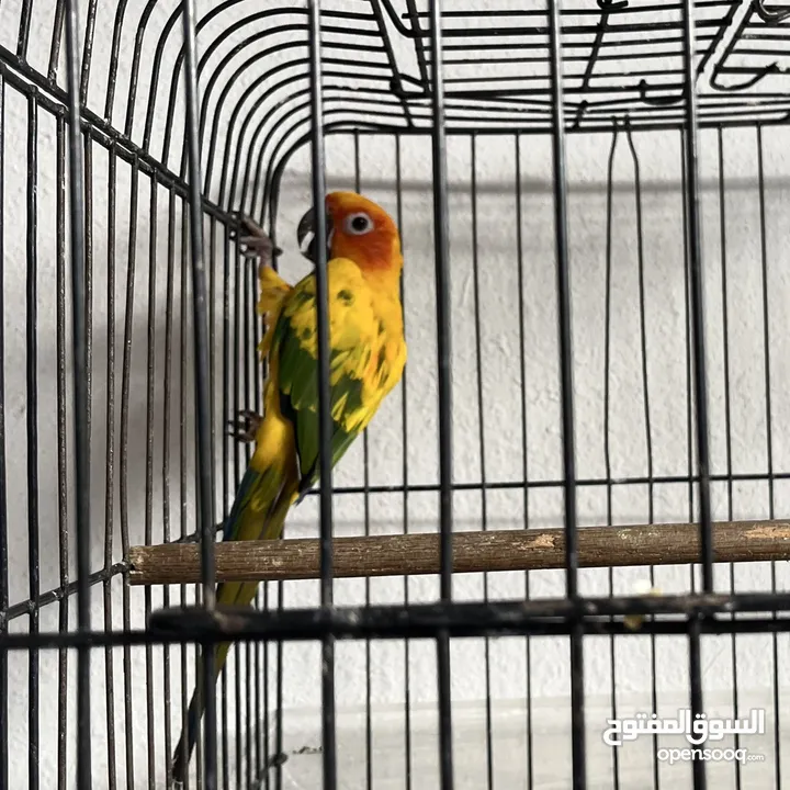 ببغاء صن كنيور  Sun Knior Parrot