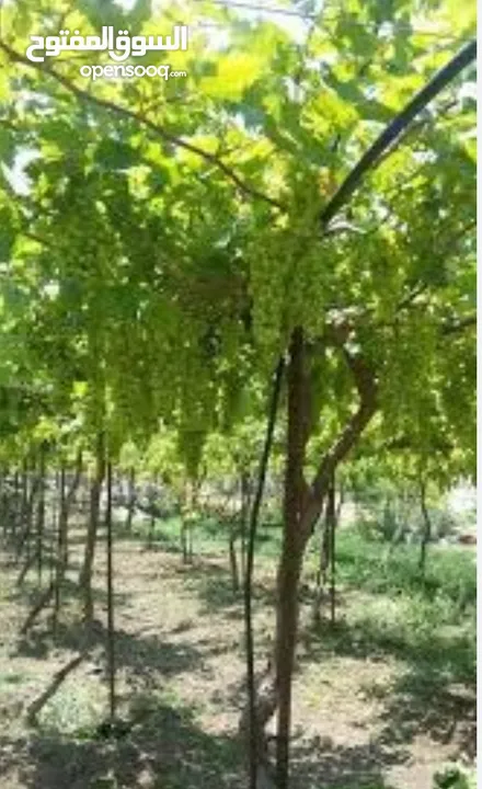 معرش عنب بسعر مغري كثييير مع نبعة مي