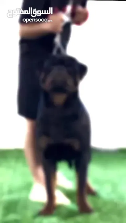 Pure Rottweiler Puppies Full Pedigree  روت وايل جراو بدكري