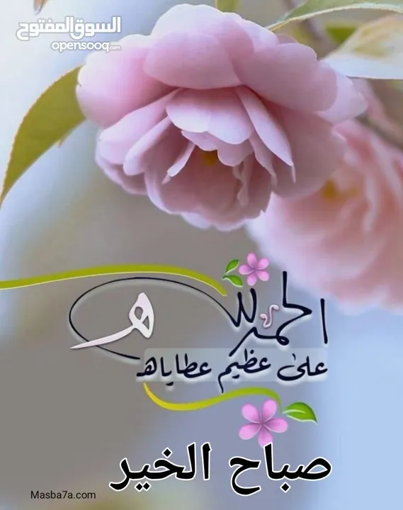 حبش للبيع مع فراخ