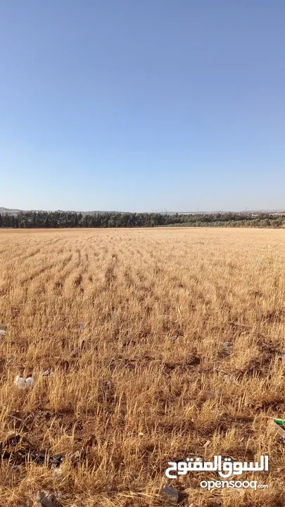 أربعين دونم شعير للبيع