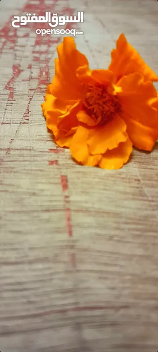 صور ورد طبيعي