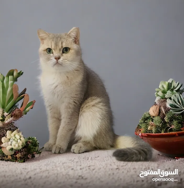 أنثى بريتش Ay25 ,Bri. Female with Pedigree ForSale