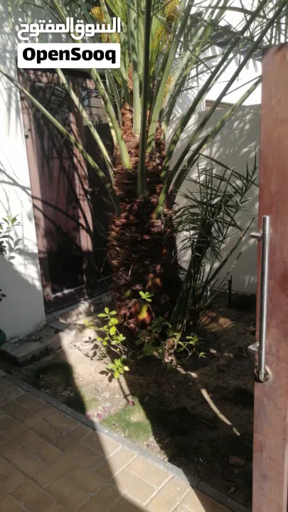 لتنظيف النخيل والواشنتونيا والاهتمام بالحدائق والثمار بكافه انواعها