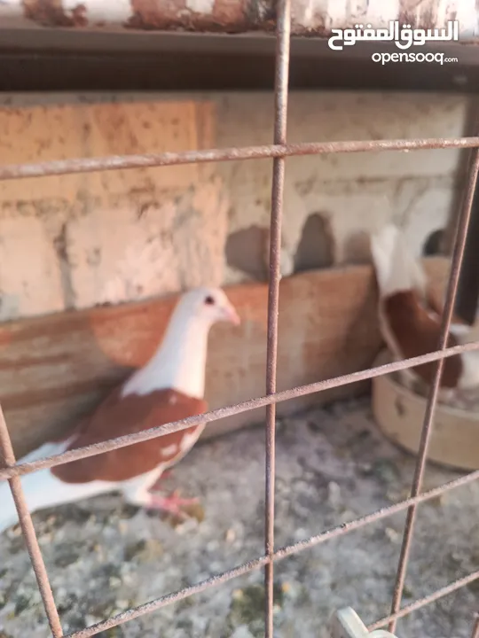 حمام مشكل زوجل مكتيف بلجكه جوز حمام انواع