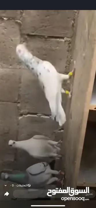 7 طيور كش سعر حوق