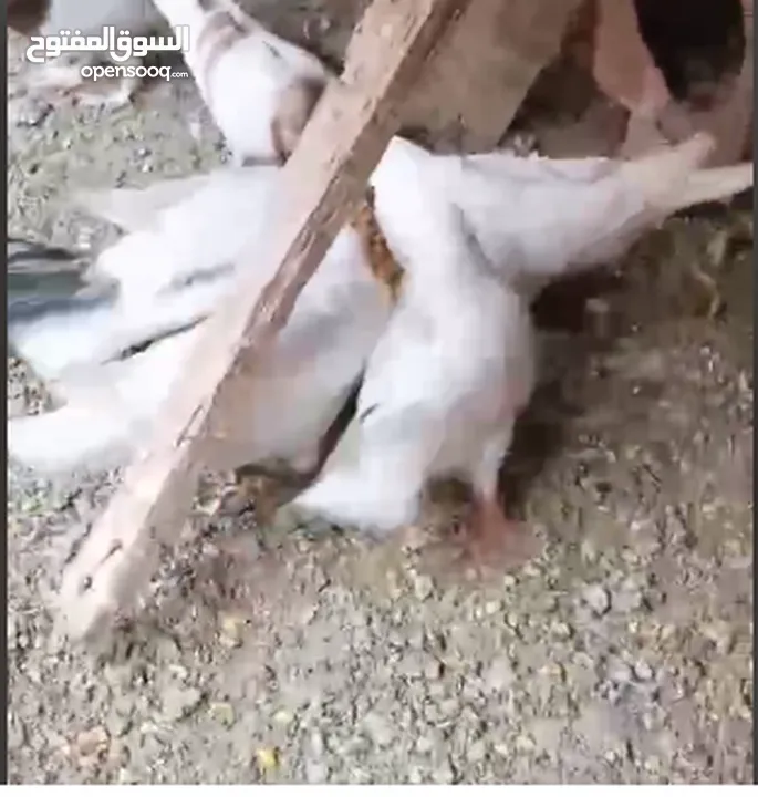 حمام لاحم فرنسي شغال  للبيع