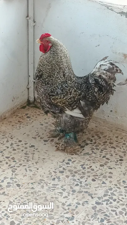 ديوك براهما بيور