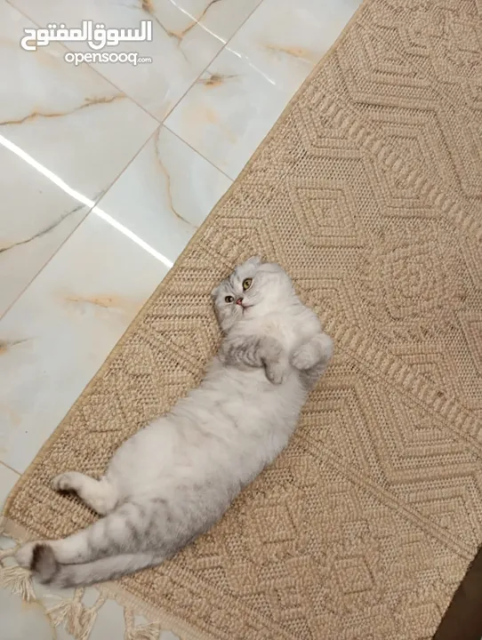 قط نوعيه سكوتش