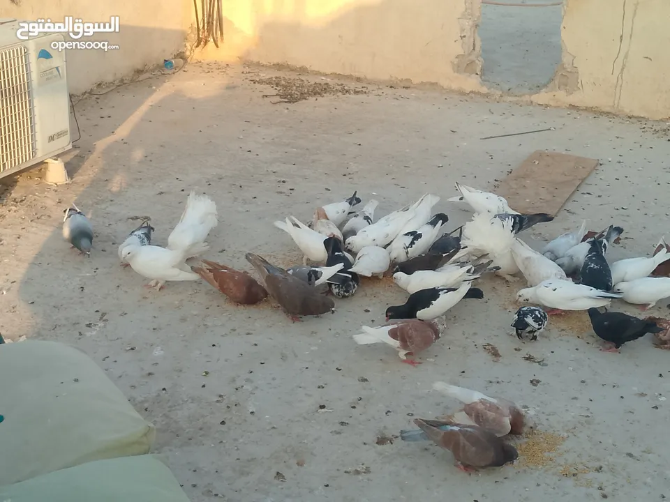 حمام للبيع في الزرقاء العالوك بجانب بقالة الصقر التواصل عبر الواتس اب