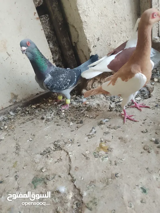 متاح جواز و حبات فلت موجودات طبربور سعرهن كويس