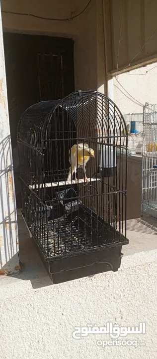 طيور للبيع