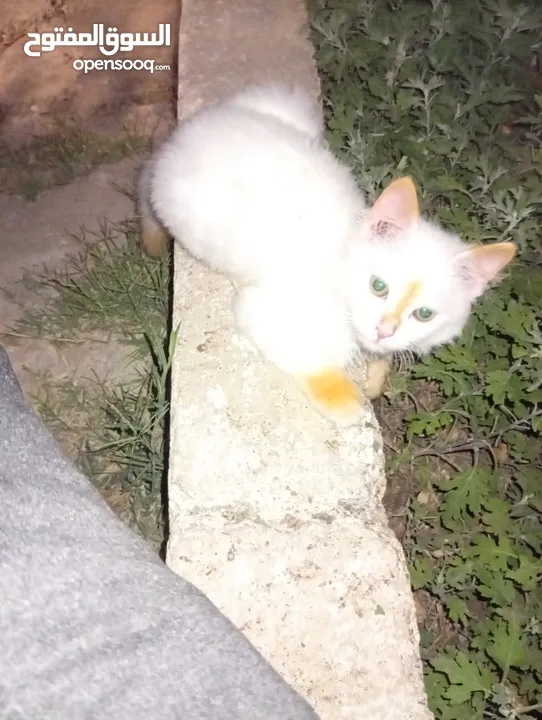 متوفر لدينا قطاط شرزي