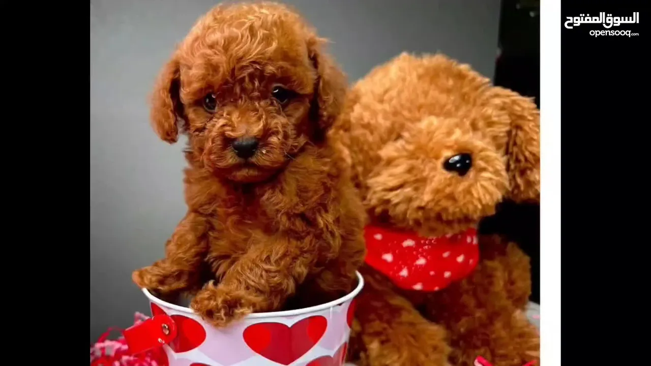 ADORABLE RED TOY POODLE PURE BREED HOME RAISED  HEALTHY PUPPIES