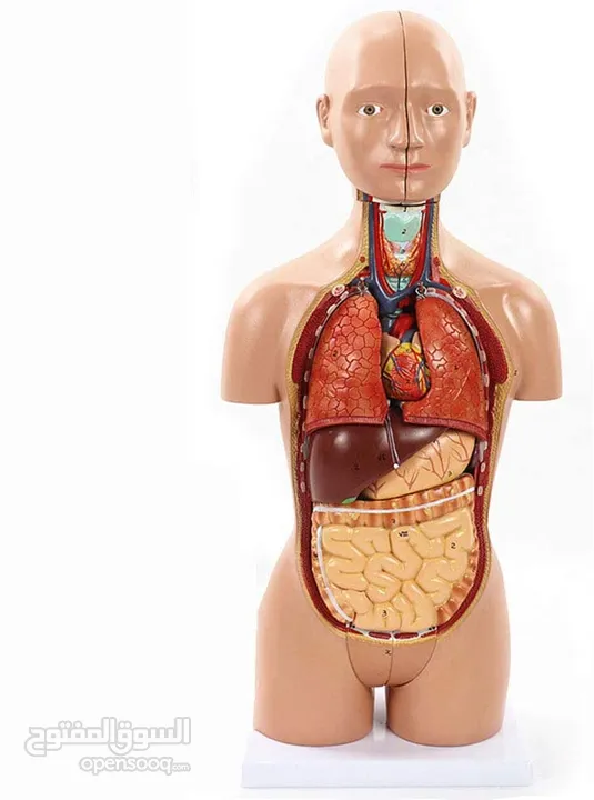 مجسمات تعليمية لأعضاء جسم الإنسان. توصيل لجميع المحافظات