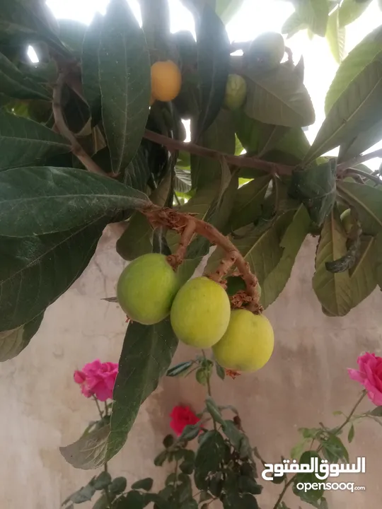 كافة الخدمات والأعمال الزراعية بأحدث الطرق العلمية