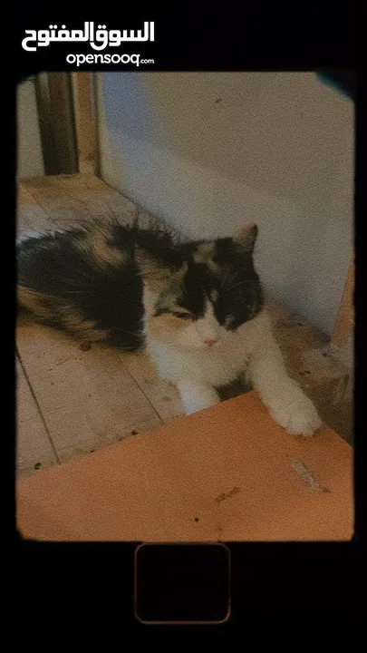 قطط للتبني مجانا - Free cats for adoption مجانا للتبني