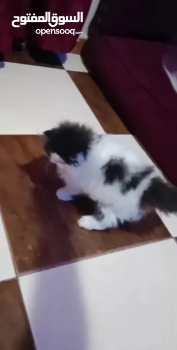 بنوته هارليكان بلاك + وايت بنوته ڤان بلو  بنوته كاليكو ڤان  بنوته كاليكو دايلوت  ولد كريم وايت