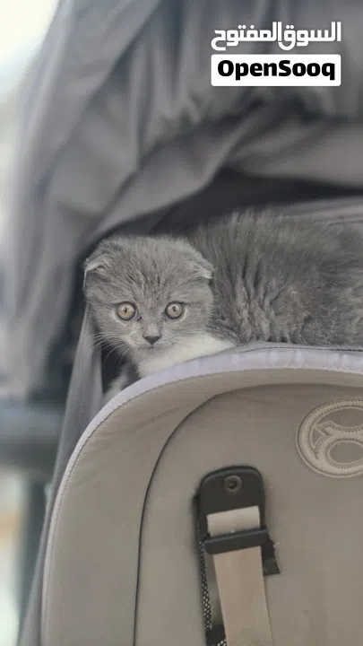 Scottish fold female kitten 3 month old
