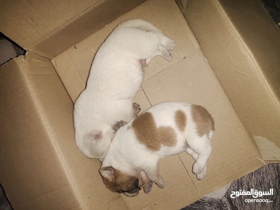 جرو للتبني puppies