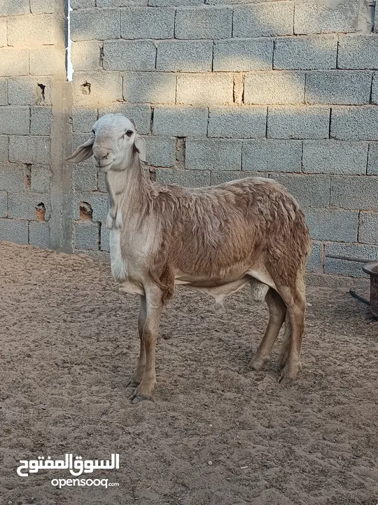 حولي سوداني للبيع 1600