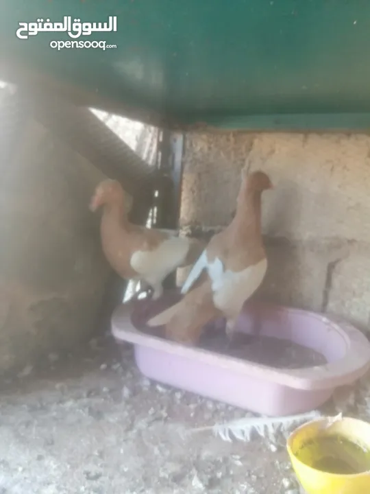 جوزين يهودي جوز اصفر وجوز احمر على صفره