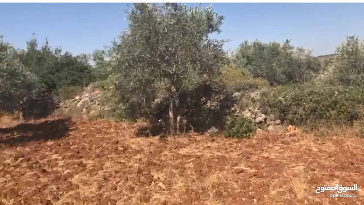 أرض للبيع جميلة ومليئة بأشجار الزيتون