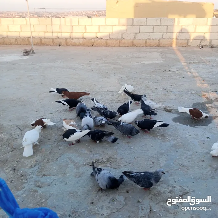 حمام للبيع في مادبا