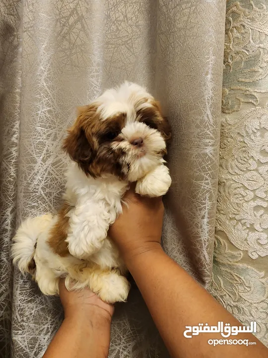 Pure home born Shihtzu puppies