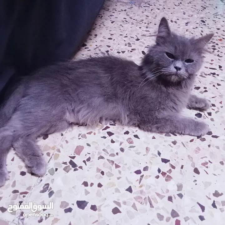 قطط هيمالايا رمادي