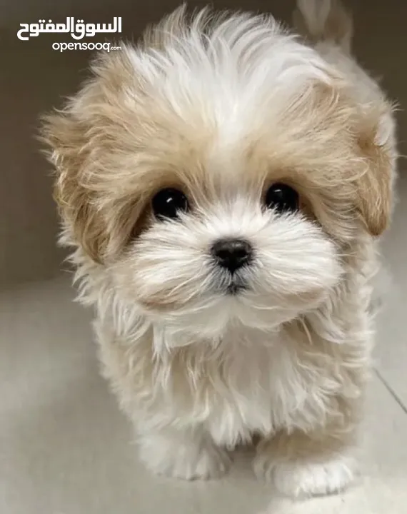 Puppies Maltese