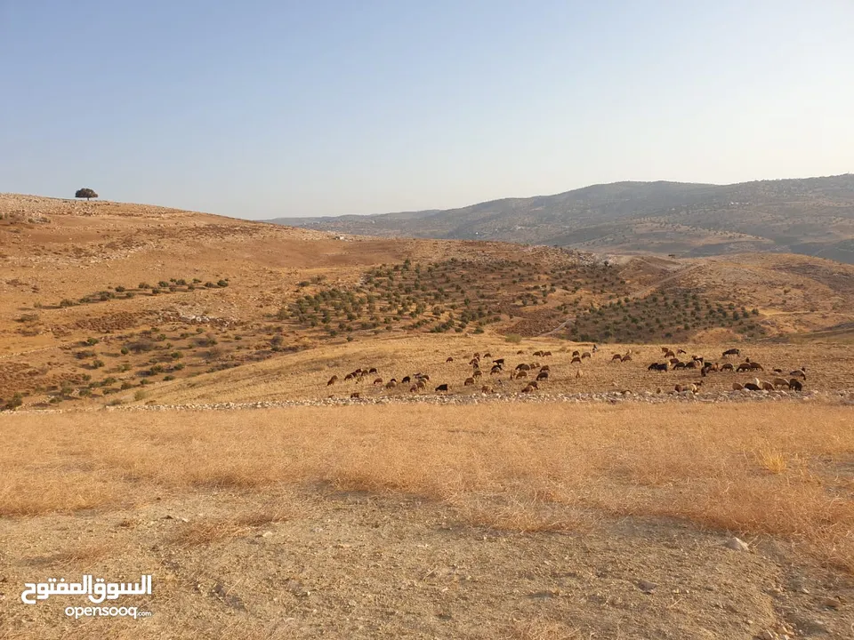 قطعة ارض للبيع في الكفير بسعر مغري